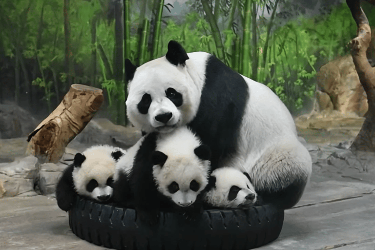 Panda House, Summer Palace, Old Hutongs & Temple of Heaven All-inclusive tour