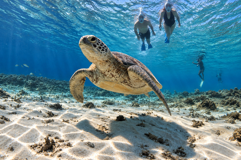 From Gili Air: Snorkelling Trip with Turtles, Statue & GoPro From Gili Air: Shared Snorkeling with Turtles, Statue &GoPro
