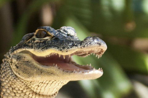 Miami Combo: Everglades Adventure and Sightseeing Tour Combo - Downtown Miami pickup