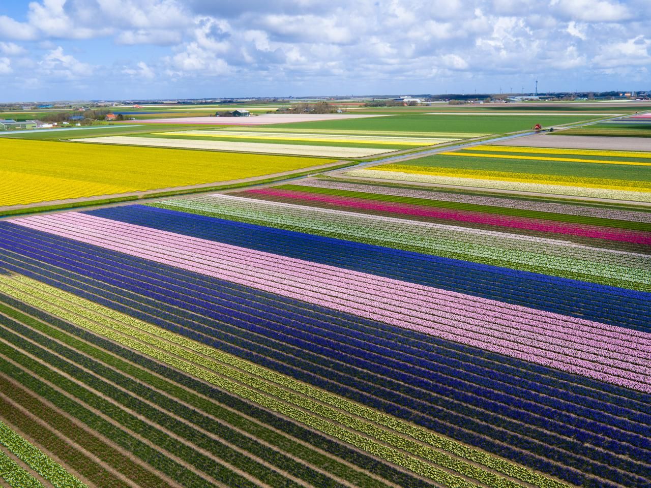 Flughafen Lelystad: Flower Fields Helicopter Tour