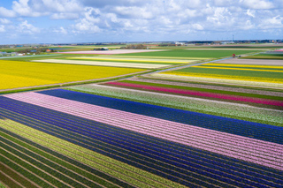 Lelystad Airport: Flower Fields Helicopter Tour