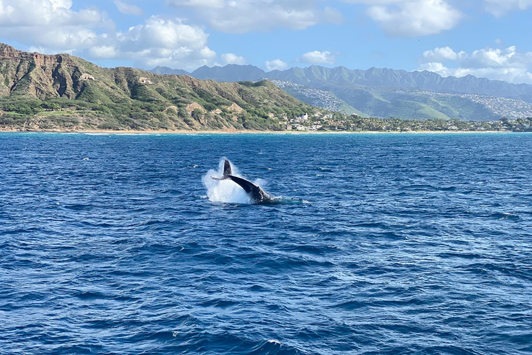Honolulu: Whale Watching Cruise with Breakfast Whale Watching Cruise w/Breakfast with Waikiki Transfer