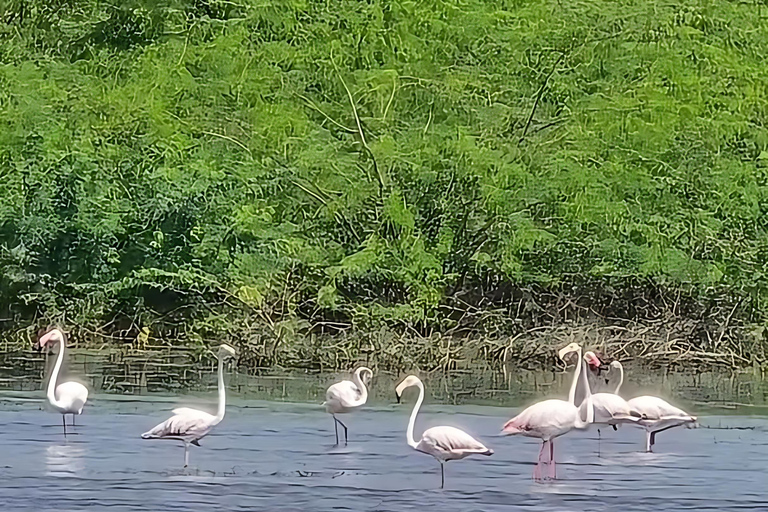 Aldea Bishnoi: recorrido de safari