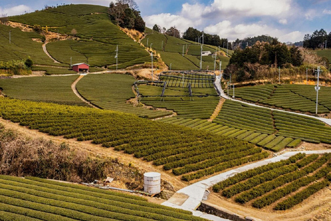 Wazuka: Tea Picking Experience with Matcha Tea Tasting