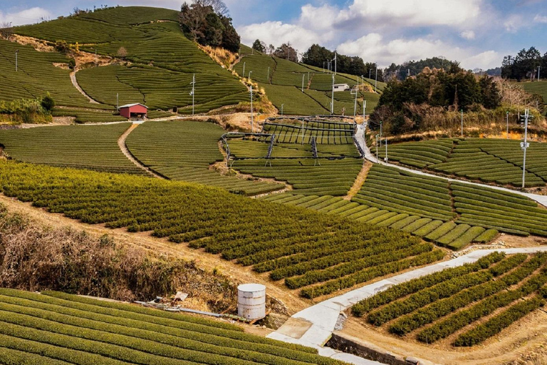Wazuka: Tea Picking Experience with Matcha Tea Tasting