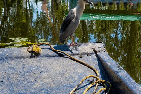 Xochimilco: Chinampa and Axolotl Boat Tour
