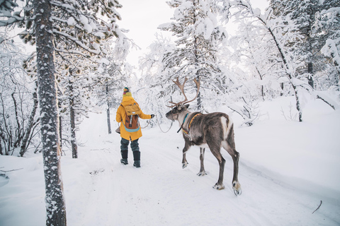 From Abisko: Sami Village Visit with Reindeer & Snowshoeing