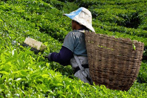 Kuala Lumpur: Cameron Highlands &amp; Batu Grotten Privétour