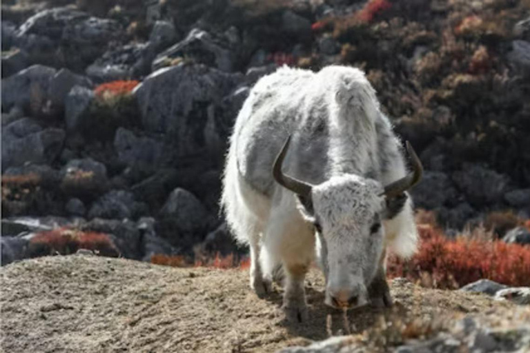 Pokhara: Gosaikunda Lake 7-Day Trek with Guide