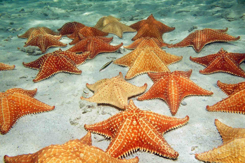 Isla Colon : L&#039;île aux oiseaux, Boca del Drago et Starfish Beach...