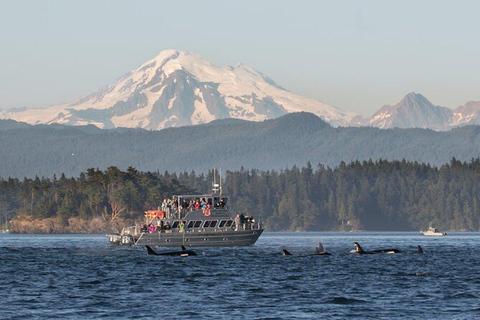 Orcas Island: Whale and Orca Guided Speedboat Tour