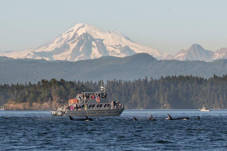 Orcas Island: Whale and Orca Guided Speedboat Tour