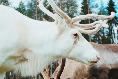 Rovaniemi: passeio pela fazenda de renas com passeio de trenó e coleta