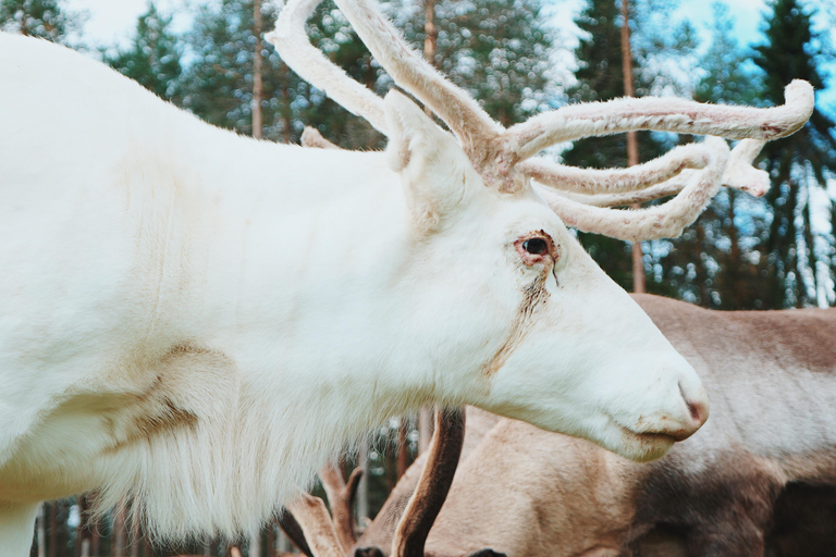 罗瓦涅米：驯鹿农场之旅（含雪橇乘坐和接送）罗瓦涅米：驯鹿农场秋季之旅