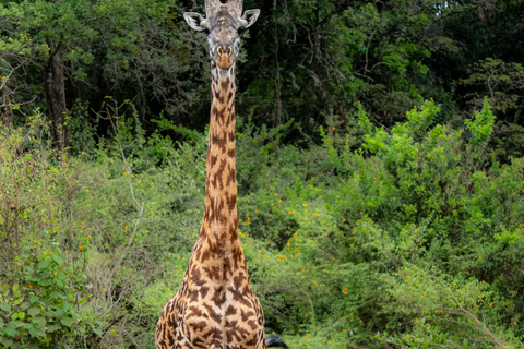 Nairobi: National Park, Karen Blixen Museum & Beads Safari