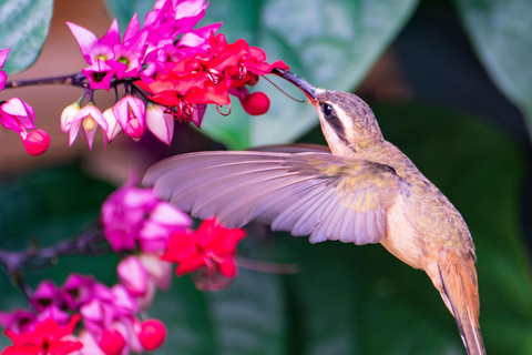 São Paulo: Monte Alegre do Sul Birdwatching Day Trip