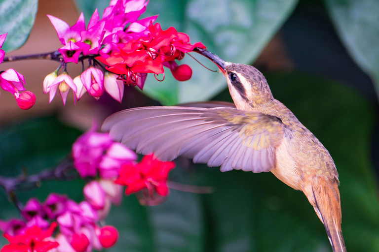 São Paulo: Monte Alegre do Sul Birdwatching Day Trip