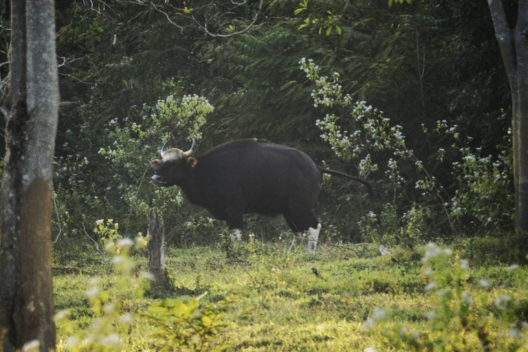Hua Hin: Kui Buri National Park Wild Elephant Watching