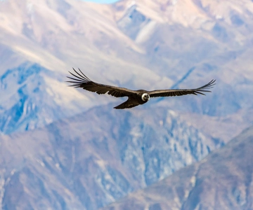 Excursão de um dia ao Canyon do Colca: Termina em Puno ou Arequipa