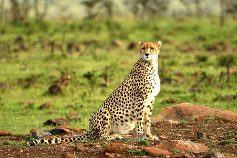 Tsavo East & Salt Lick Safari Lodge 3-Day Tour from Mombasa