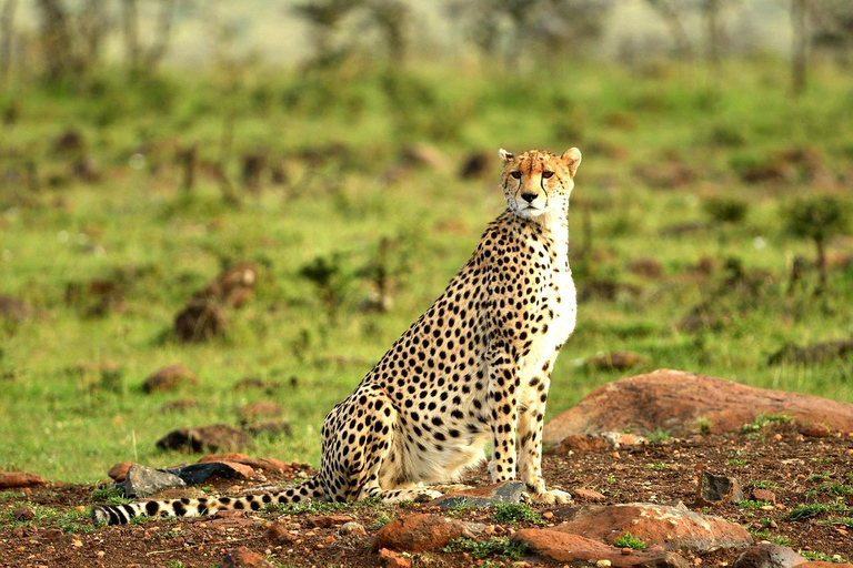 Tsavo East & Salt Lick Safari Lodge 3-Day Tour from Mombasa