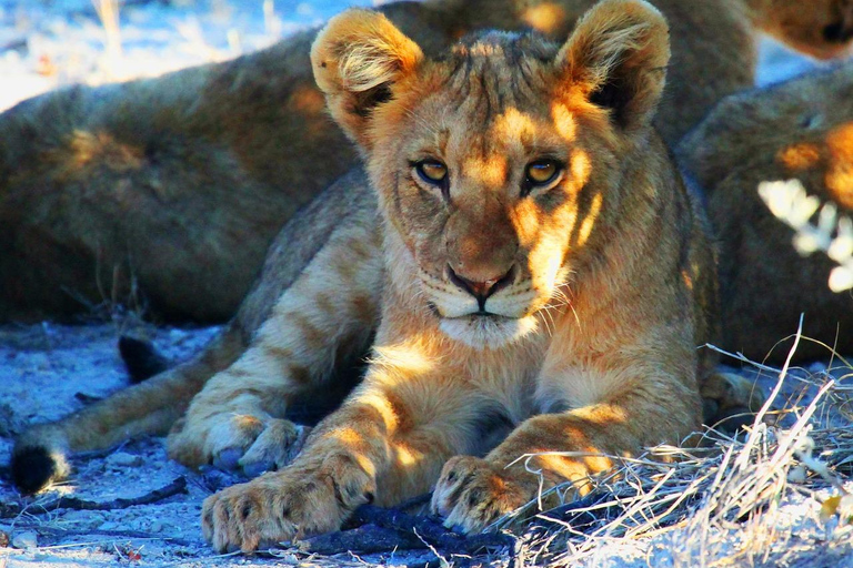 Namibia: 10-Day Highlights Tour with Accommodation