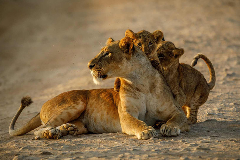 Nairobi: Nationaal Park, Olifantenweeshuis &amp; Giraffencentrum