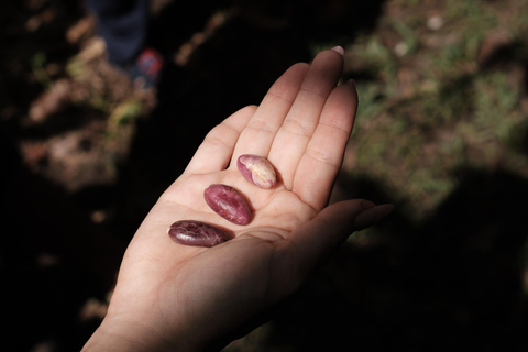 Cacao and Poza del Amor Experience in Tayrona