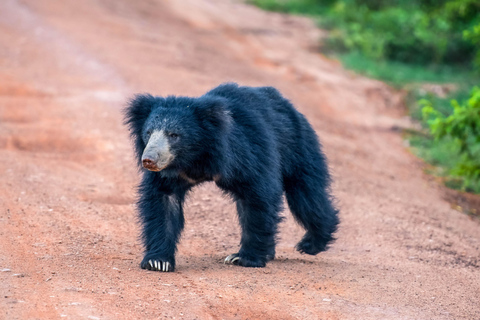 Galle: Safari por el Parque Nacional de Udawalawe con servicio de recogida del hotel