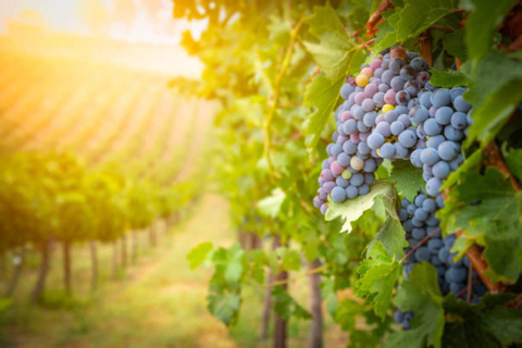 The Legend of N°5 Perfume, Vineyard&Red Carpet Tour Private Tour: The Legend of N°5 Perfume, Vineyard&Red Carpet