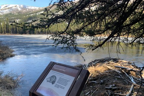 Denali National Park: Triple Lakes Trail Guided Hike