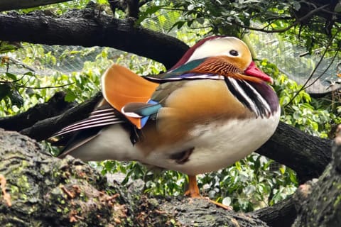 Table Mountain Kirstenbosch World of Birds & Diamond Factory