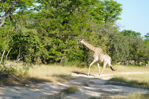Livingstone: Game Drive & Cultural Tour Game viewing and Rhino walk in the Mosi oa Tunya park