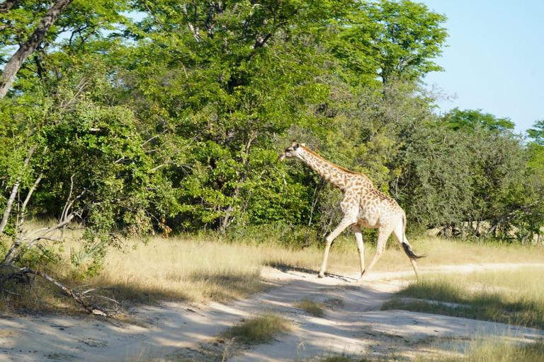 Livingstone: Game Drive & Cultural Tour Game viewing and Rhino walk in the Mosi oa Tunya park