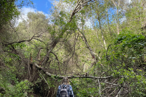 Gran Canaria: excursie naar de Barranco de los CernícalosGran Canaria: trip naar de Barranco de los Cernícalos