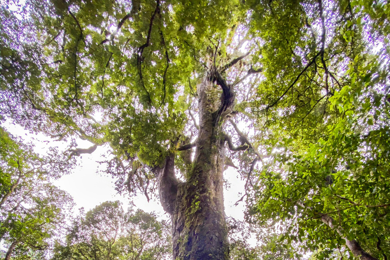 Whirinaki Forest Footsteps wandeltour met gidsWhirinaki Forest Footsteps Wandeltour met gids