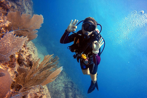Bávaro: Excursão de mergulho na Ilha Catalina com churrasco e bebidasBávaro: Passeio de mergulho na Ilha Catalina com churrasco e bebidas