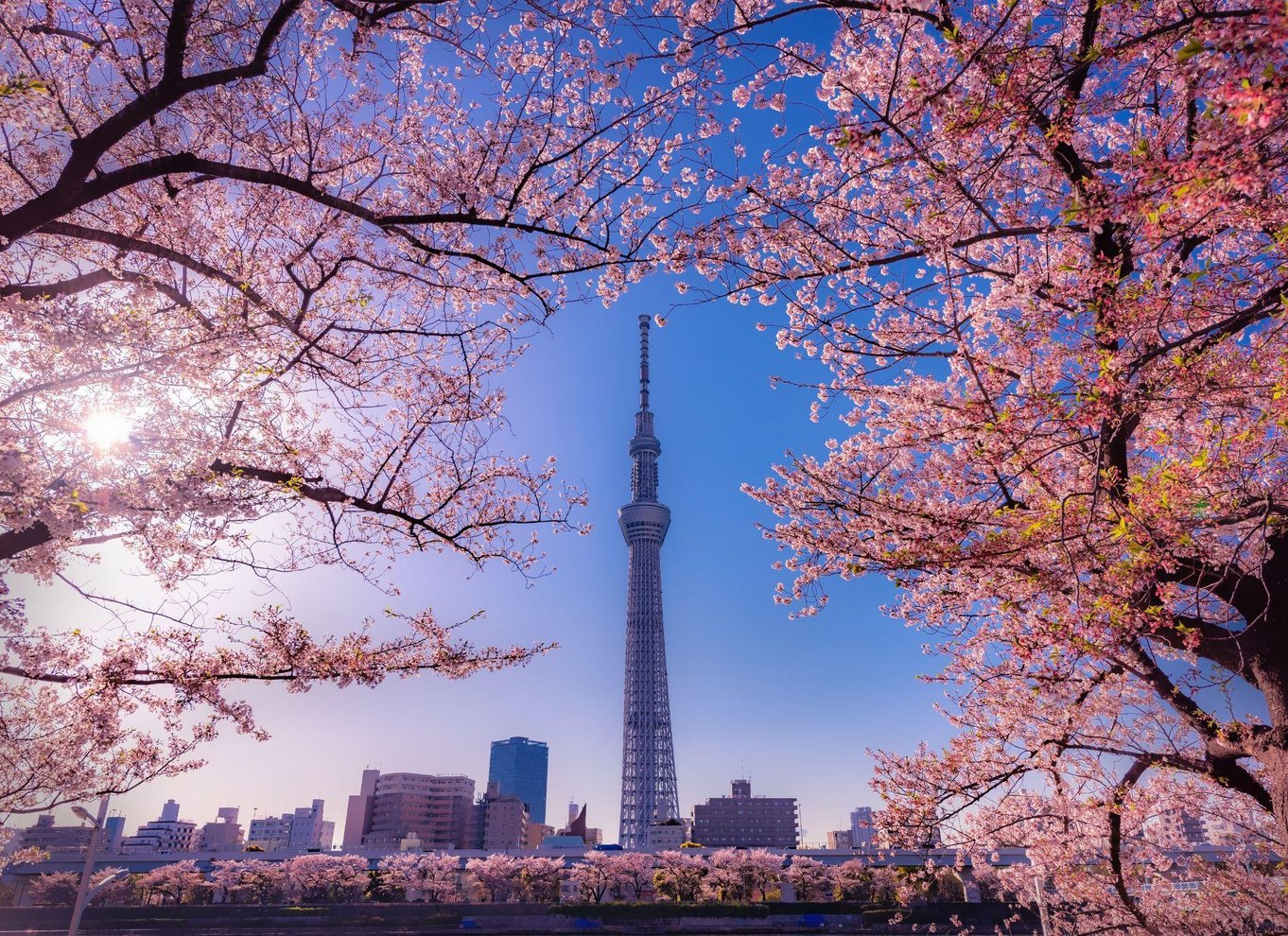 Tokyo: Kursus i rulning og tilberedning af autentisk sushi i Asakusa