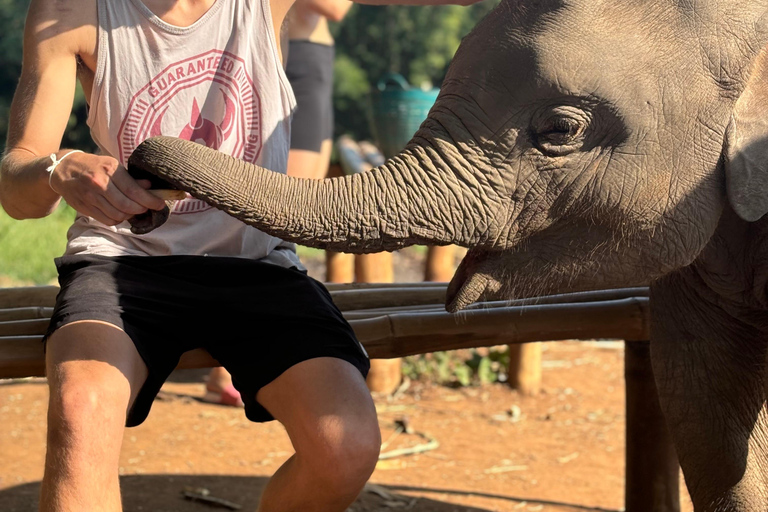 Chiang Mai 2-Day: Good Morning Elephant & Overnight Homestay