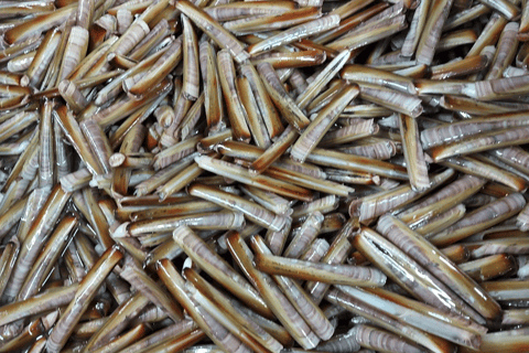 Oosterschelde: Guided Tour in Search of Salty Shellfish