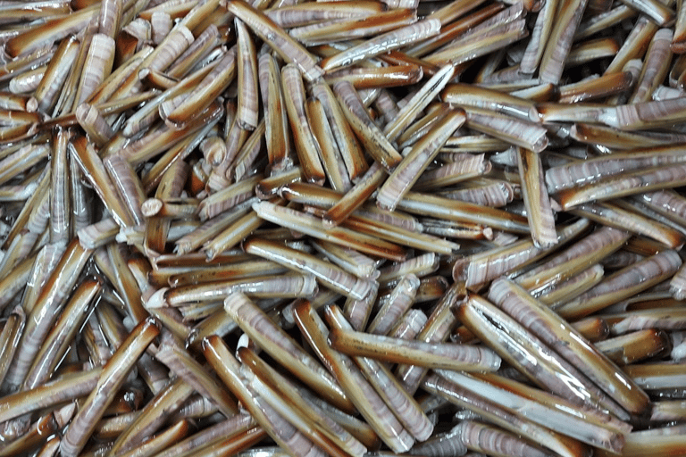 Oosterschelde: Guided Tour in Search of Salty Shellfish