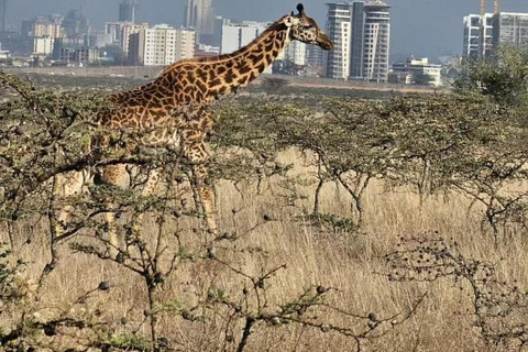 Nairobi National Park Scenic Wildlife-Packed Half-Day safari