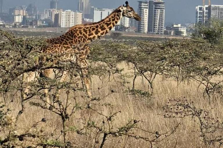Nairobi National Park Scenic Wildlife-Packed Half-Day safari