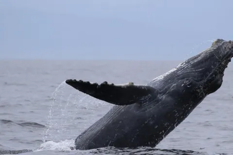 Puerto Vallarta : Observation des baleines