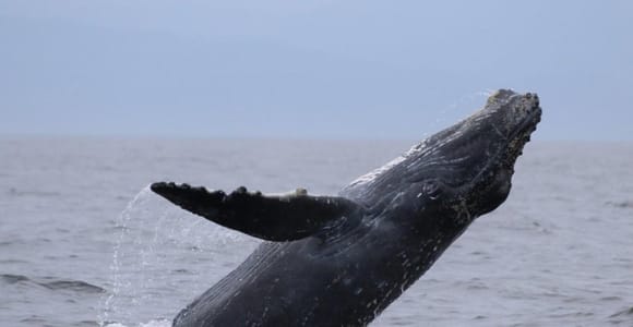 Puerto Vallarta: Whale Watching Encounter