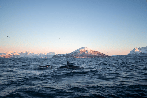 特罗姆瑟：斯凯尔沃伊驾驶舱观鲸之旅特罗姆瑟：斯凯尔沃伊驾驶室船观鲸之旅