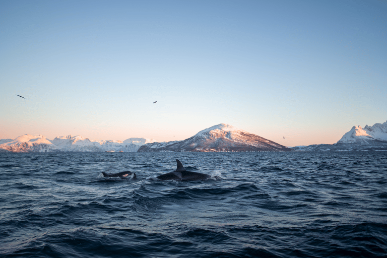 特罗姆瑟：斯凯尔沃伊驾驶舱观鲸之旅特罗姆瑟：斯凯尔沃伊驾驶室船观鲸之旅