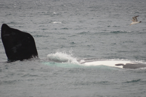 Puerto Madryn: El Doradillo Shore Whale Watching Tour Puerto Madryn: El Doradillo Coastal Whale Watching PRIVATE