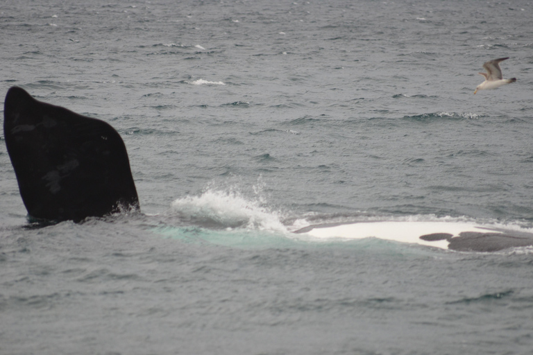 Puerto Madryn: El Doradillo Shore Whale Watching Tour Puerto Madryn: El Doradillo Coastal Whale Watching PRIVATE