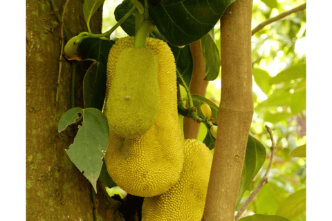 Excursão a Stone Town e à Quinta das Especiarias com almoço tradicionalPasseio pela Cidade de Pedra e Fazenda de Especiarias com Almoço Tradicional